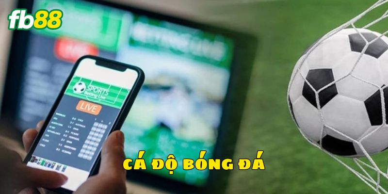 Cá độ bóng cá hấp dẫn tại nhà cái