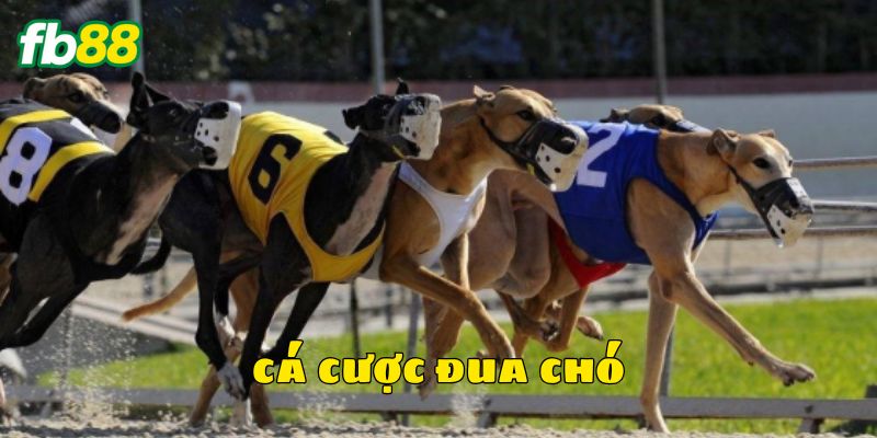 Giới thiệu kèo cá cược đua chó mới lạ
